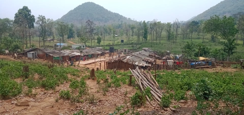 କଟୁ ନାଜୁ